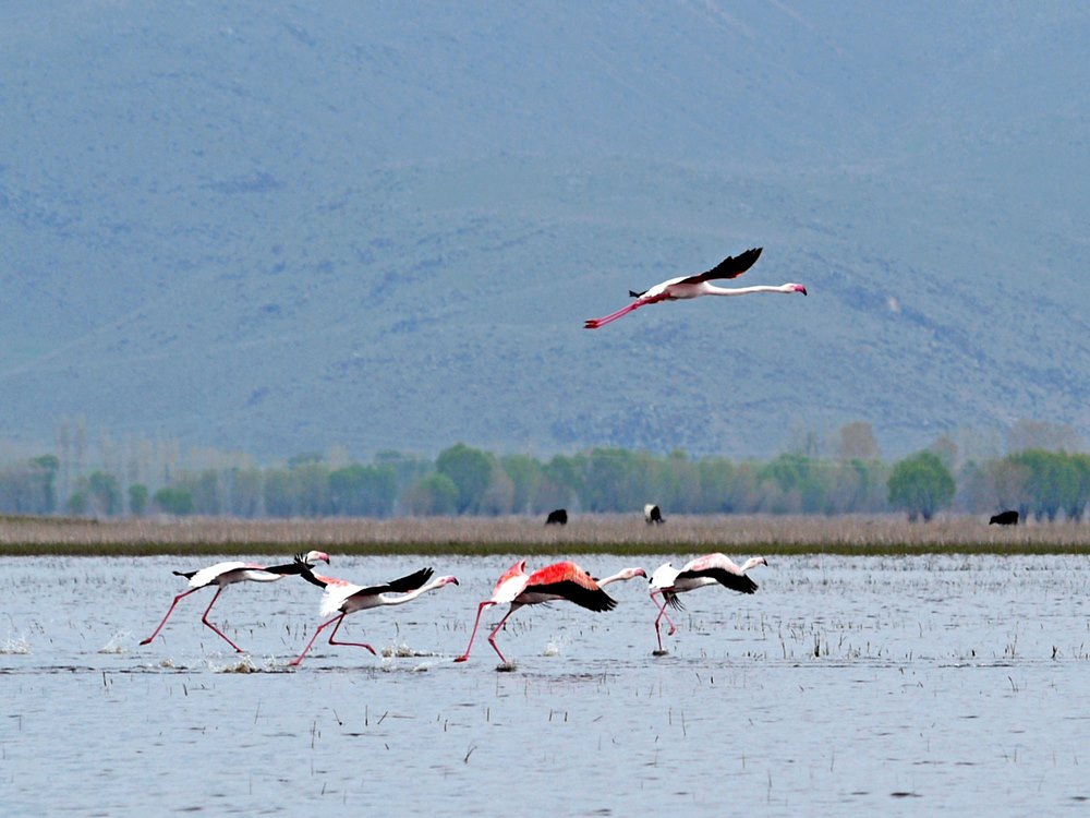 Cappadocia Bird Paradise Tour